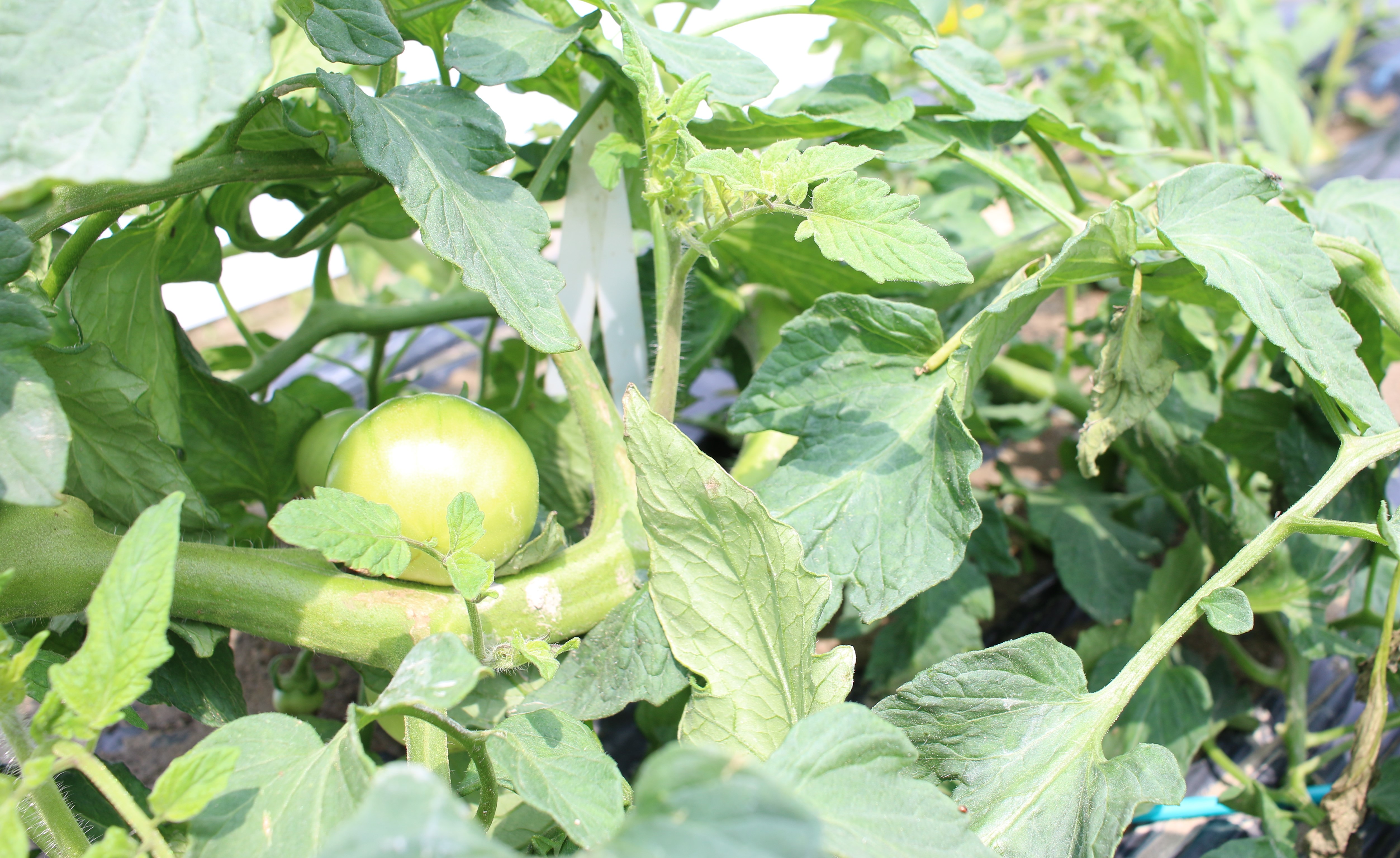 有機野菜づくり体験　－参加者募集していますー