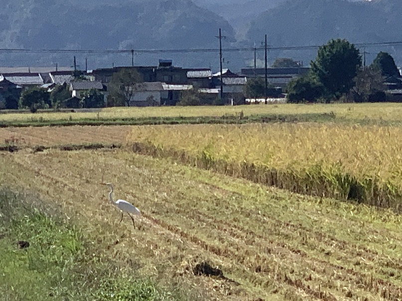 ｵﾋﾛﾒ･ﾄ･ｶﾜﾘﾒ