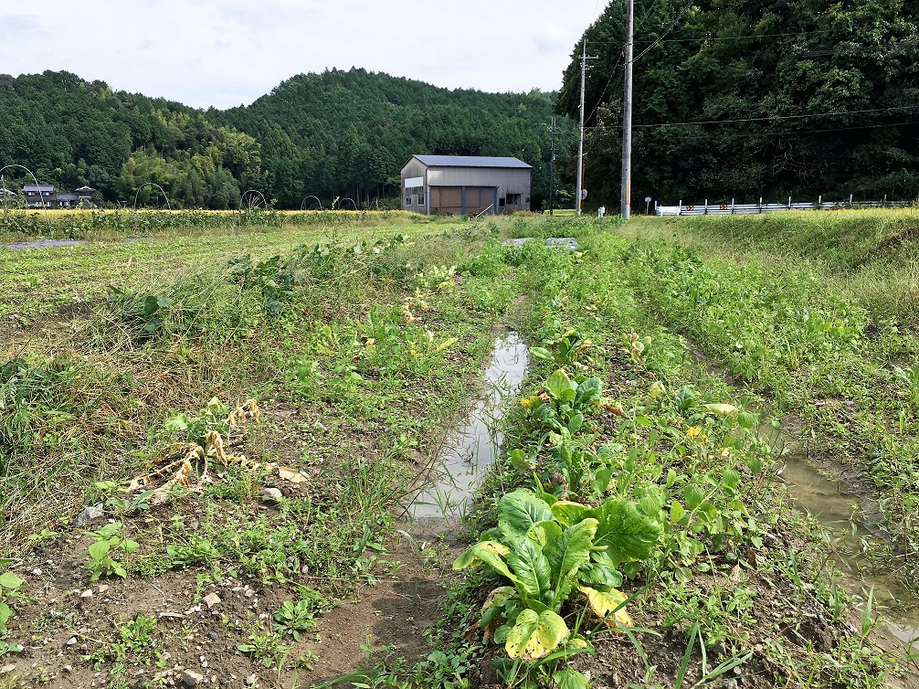 つながる広場　－有機野菜づくりー