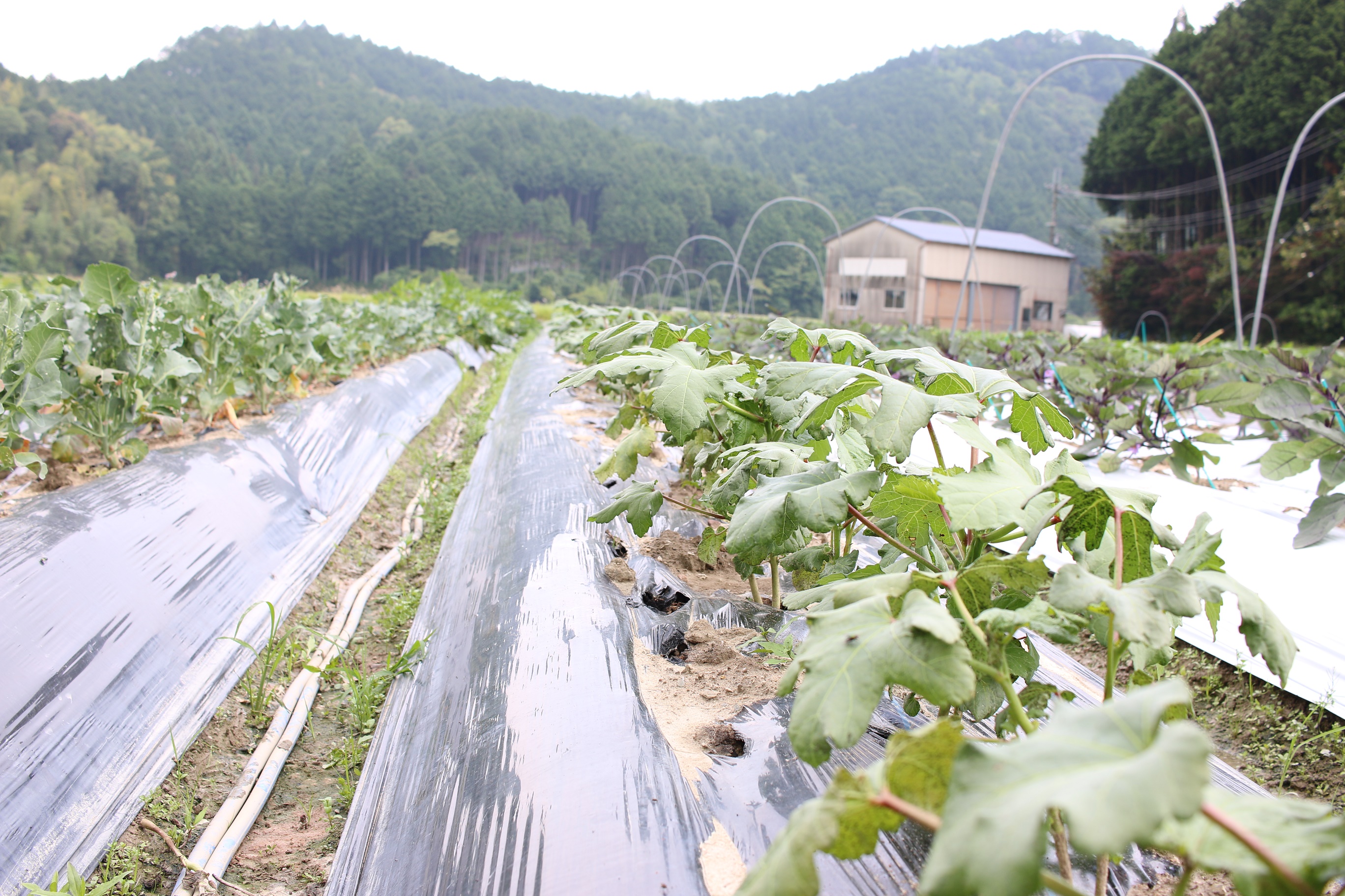 8/21(日)　有機野菜づくりー種蒔き・苗植え編ー　開催時間についてのお知らせ　